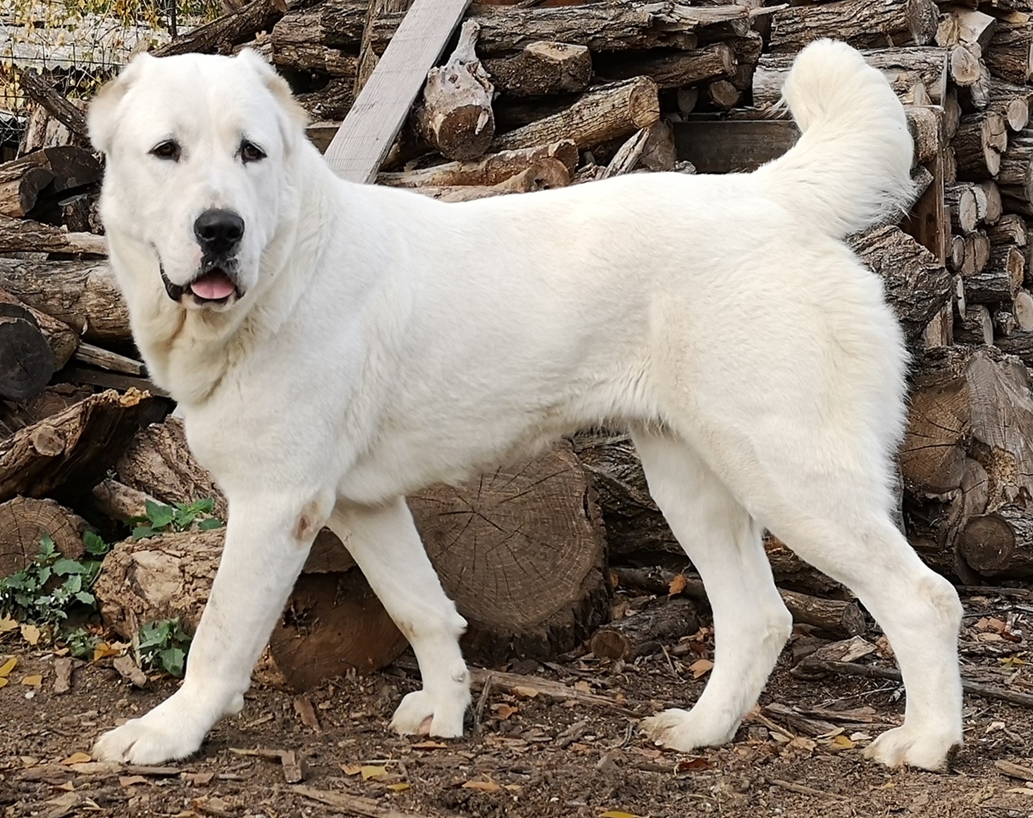 Conheça a raça canina Alabai: o cão homenageado com estátua 
