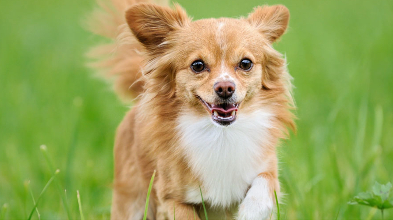 Chihuahua pelo longo: confira as características de um dos menores cães do mundo