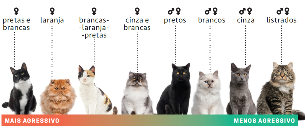 A Personalidade Do Gato De Acordo Com A Cor Veja O Que Diz Os Estudos