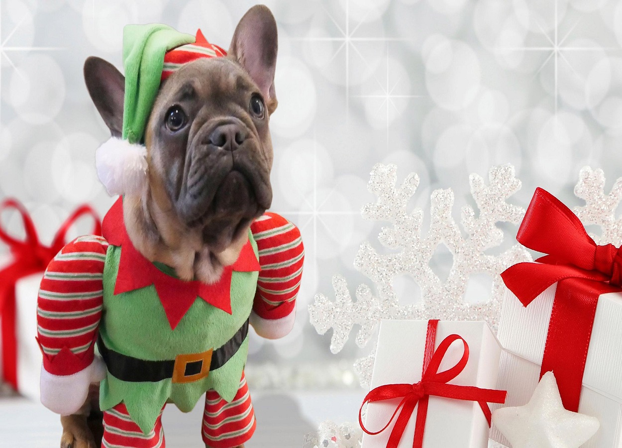 Natal dos animais: confira 10 dicas de presente para pets  