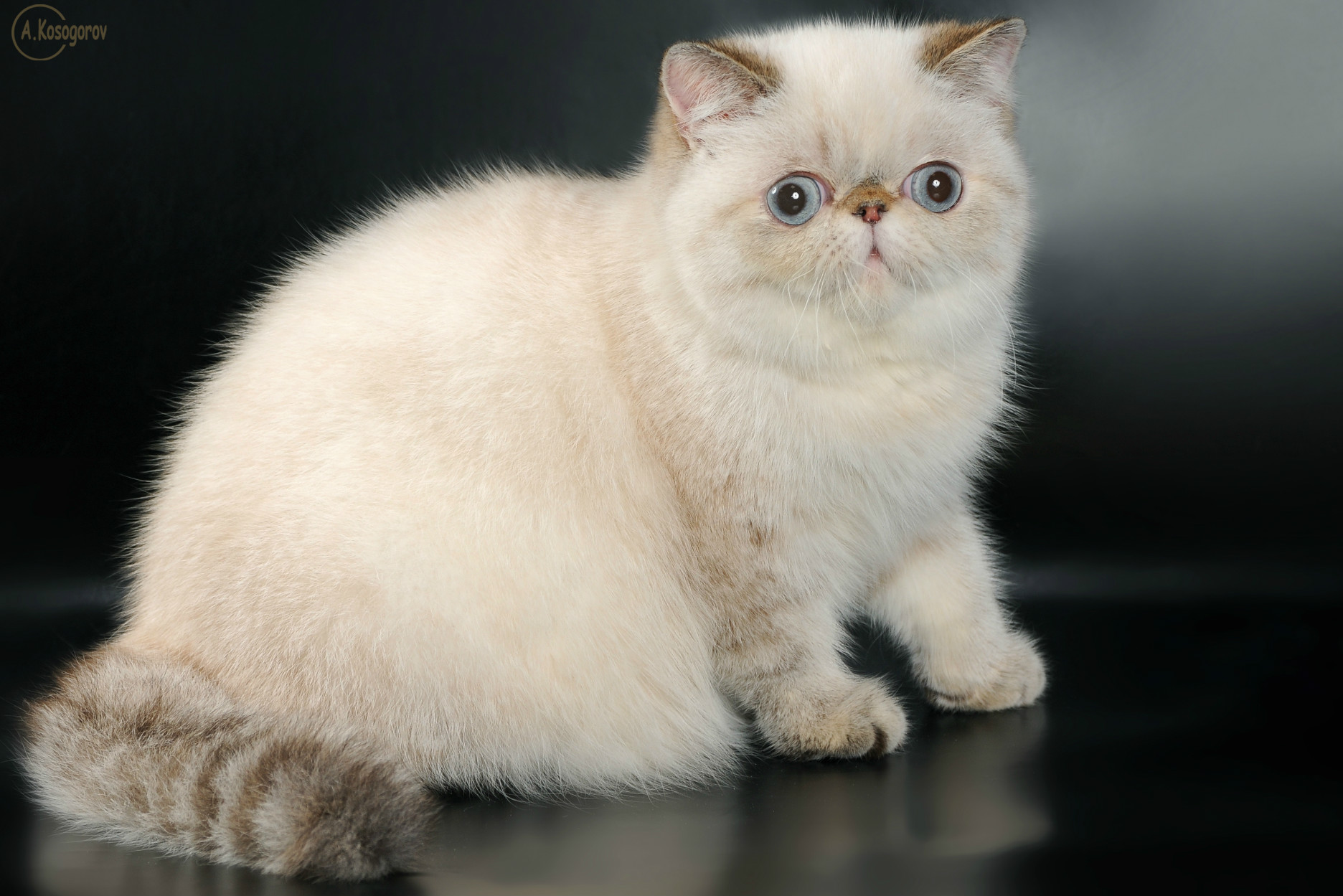 Surpreenda se Com Gato Exotic Longhair A Ra a Possui Mais De 100 Cores Surpreenda se Com Gato Exotic Longhair A Ra a Possui Mais De 100 Cores