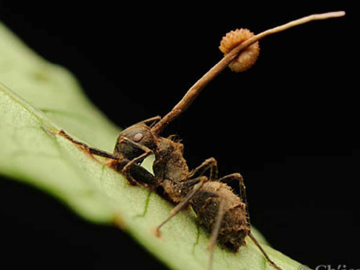 Кордицепс муравей зомби. Гриб кордицепс и муравей. Кордицепс однобокий. Кордицепс гриб паразит.