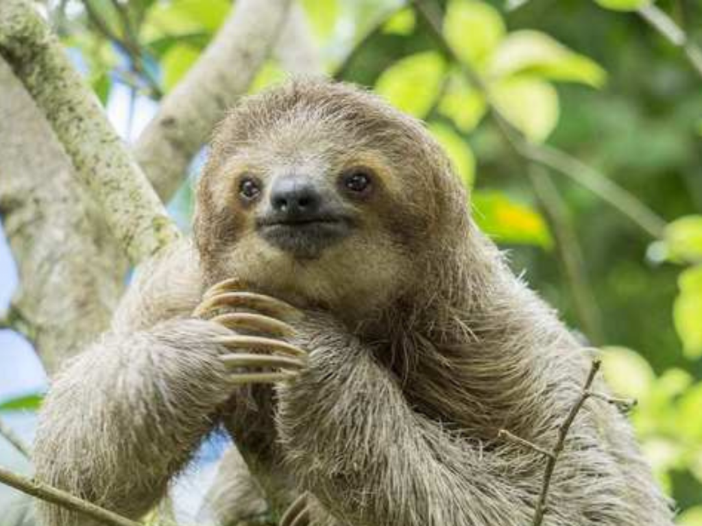 Bicho preguiça: conheça esse lindo animal e descubra algumas curiosidades