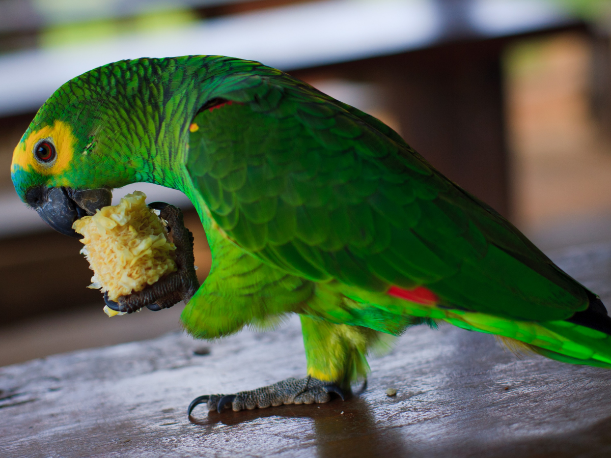papagaio comendo