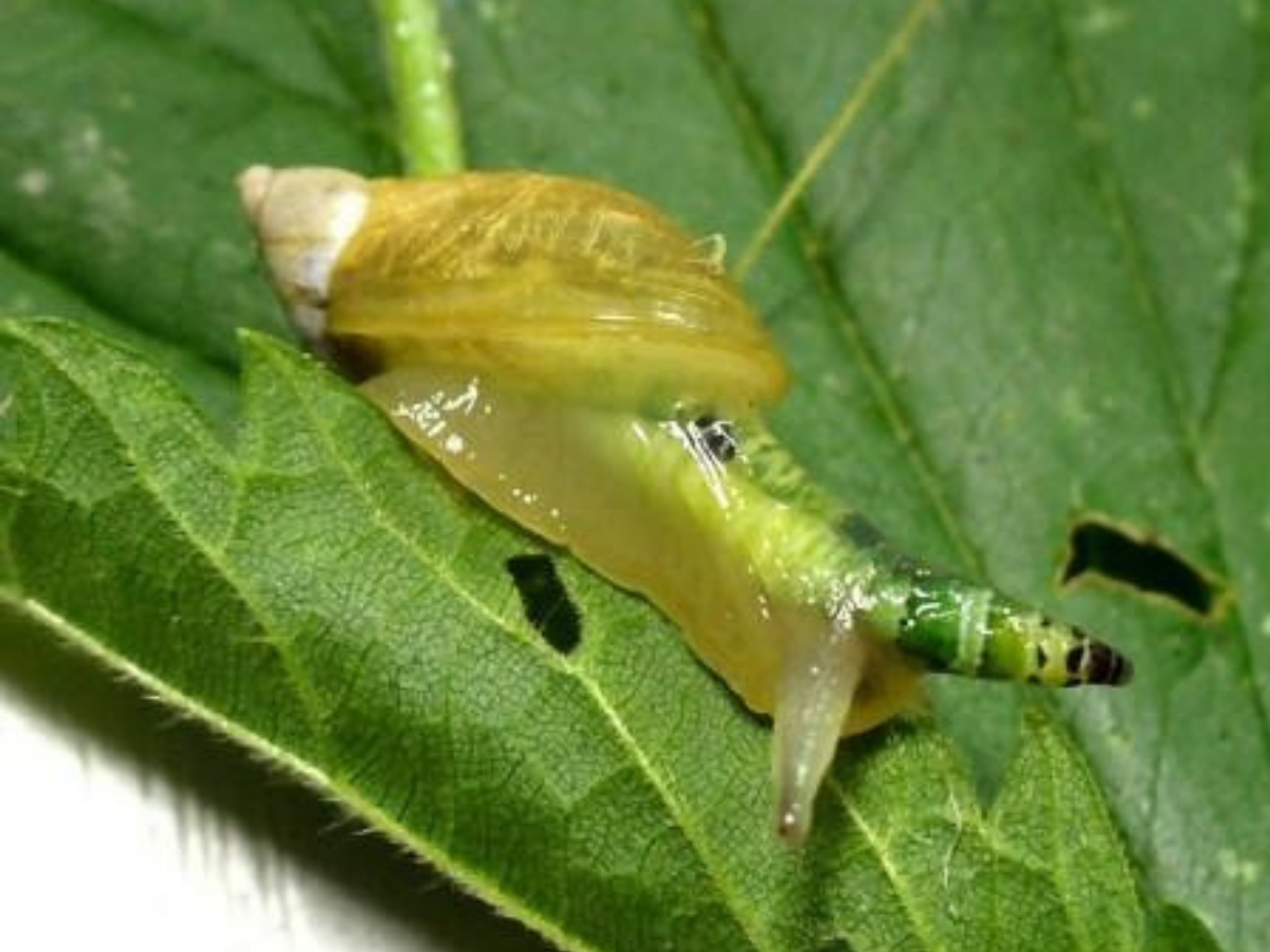 caracol