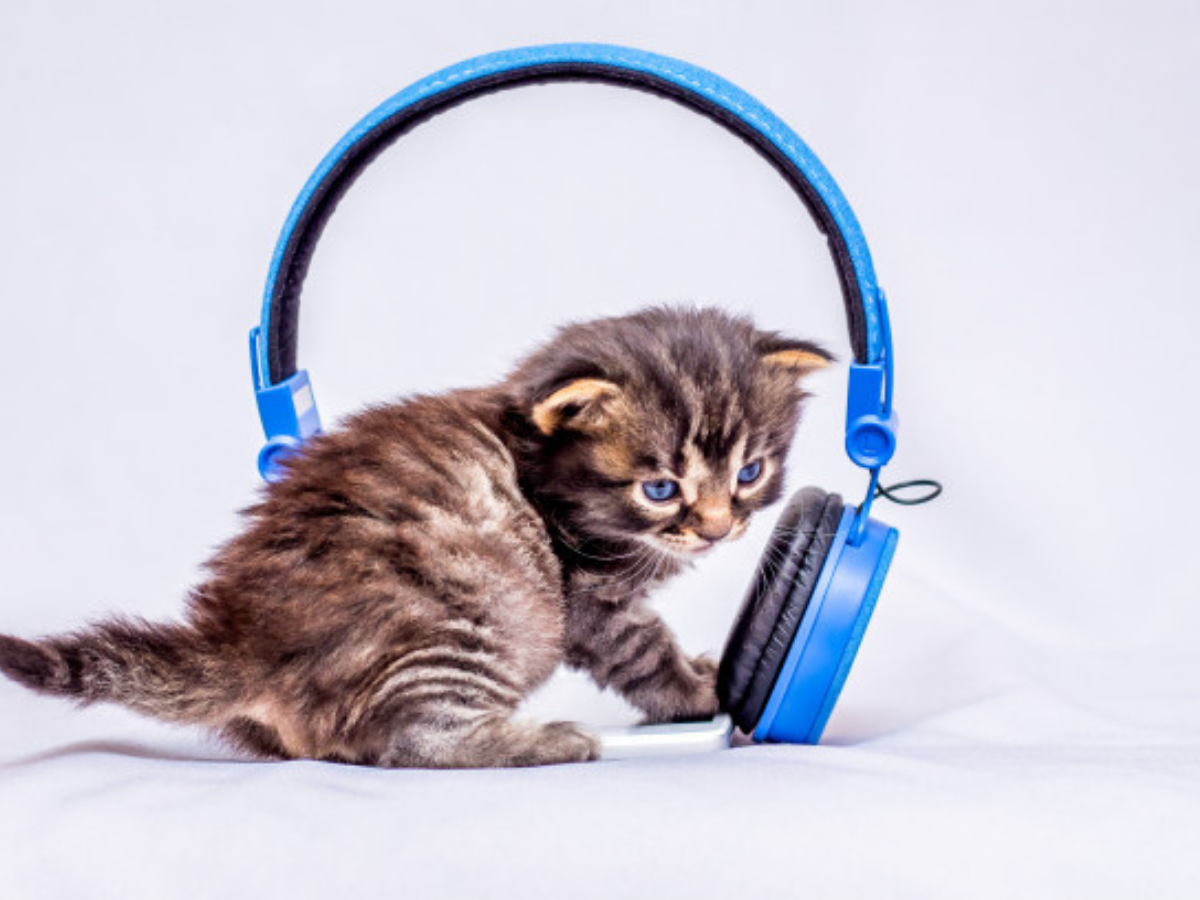 Котенок слушается. Кот с наушниками вблизи. Маленький кот в наушниках. Котенок слушает музыку. Кошки пищат звуки