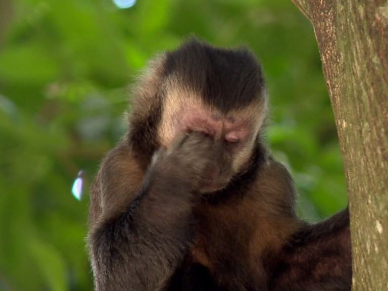 Animais Em Extinção No Brasil Veja 3 Espécies De Macacos Ameaçados Na Amazônia 9154