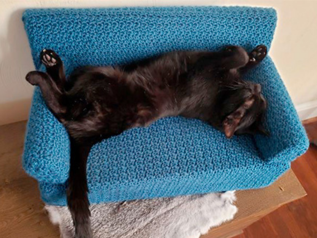 gato deitado no sofá
