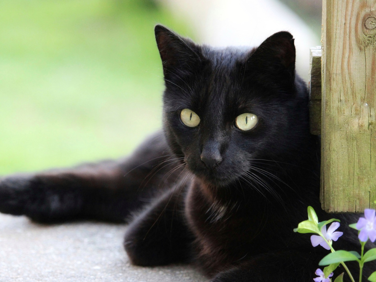 gato preto gato preto