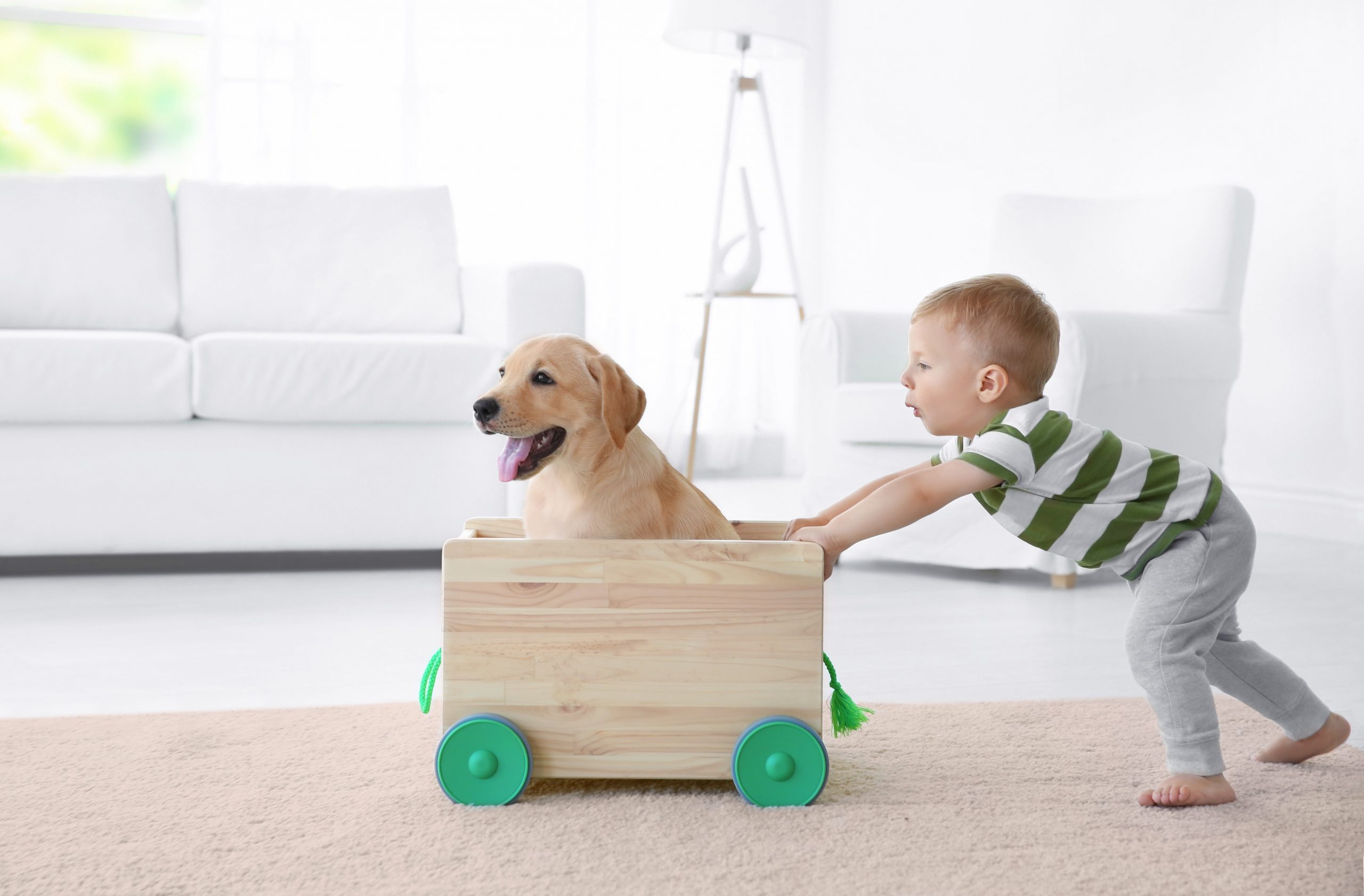 Controle financeiro dos gastos com o pet: aprenda cuidar economizando