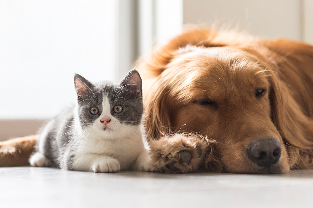Controle financeiro dos gastos com o pet: aprenda cuidar economizando