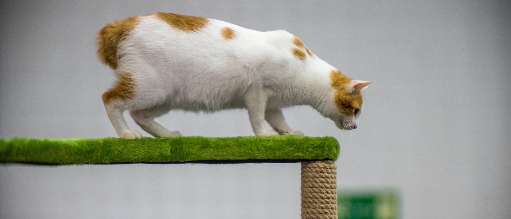 Bobtail japonês: conheça o gato que tem a calda com aspecto de "pompom"