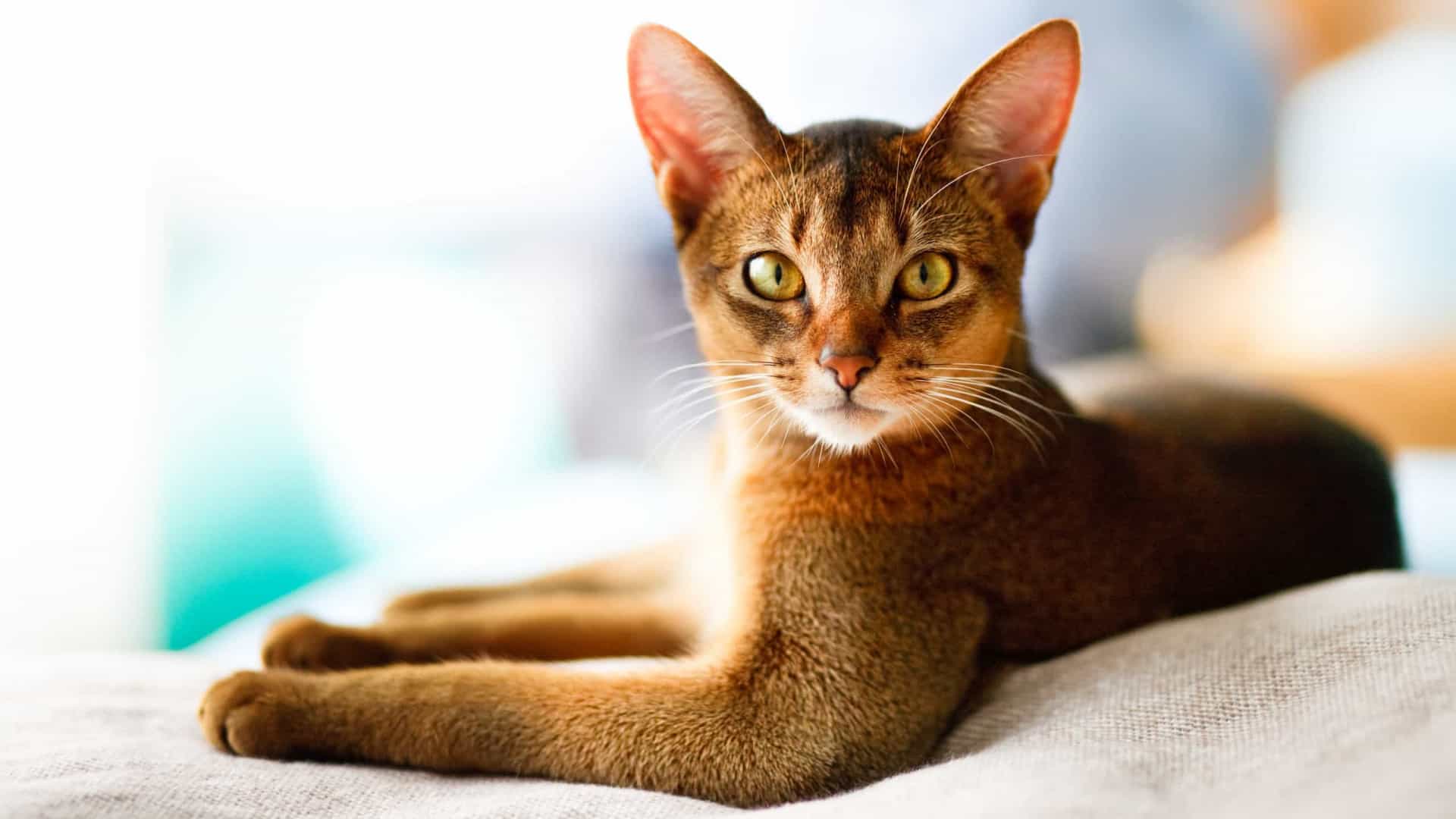 Gato Abissínio: um pet que adora brincar; confira mais sobre a raça