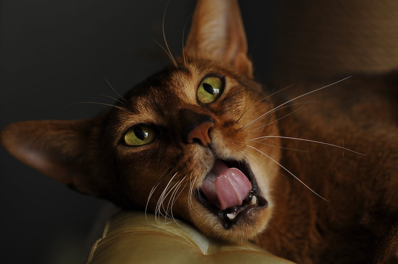 Gato Abissínio: um pet que adora brincar; confira mais sobre a raça