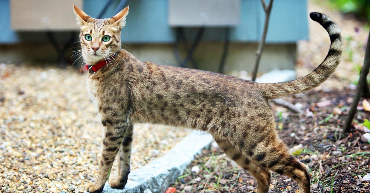 Conheça o pet exótico, raro e enorme: o gato Ashera que pode custar até R$ 250 mil