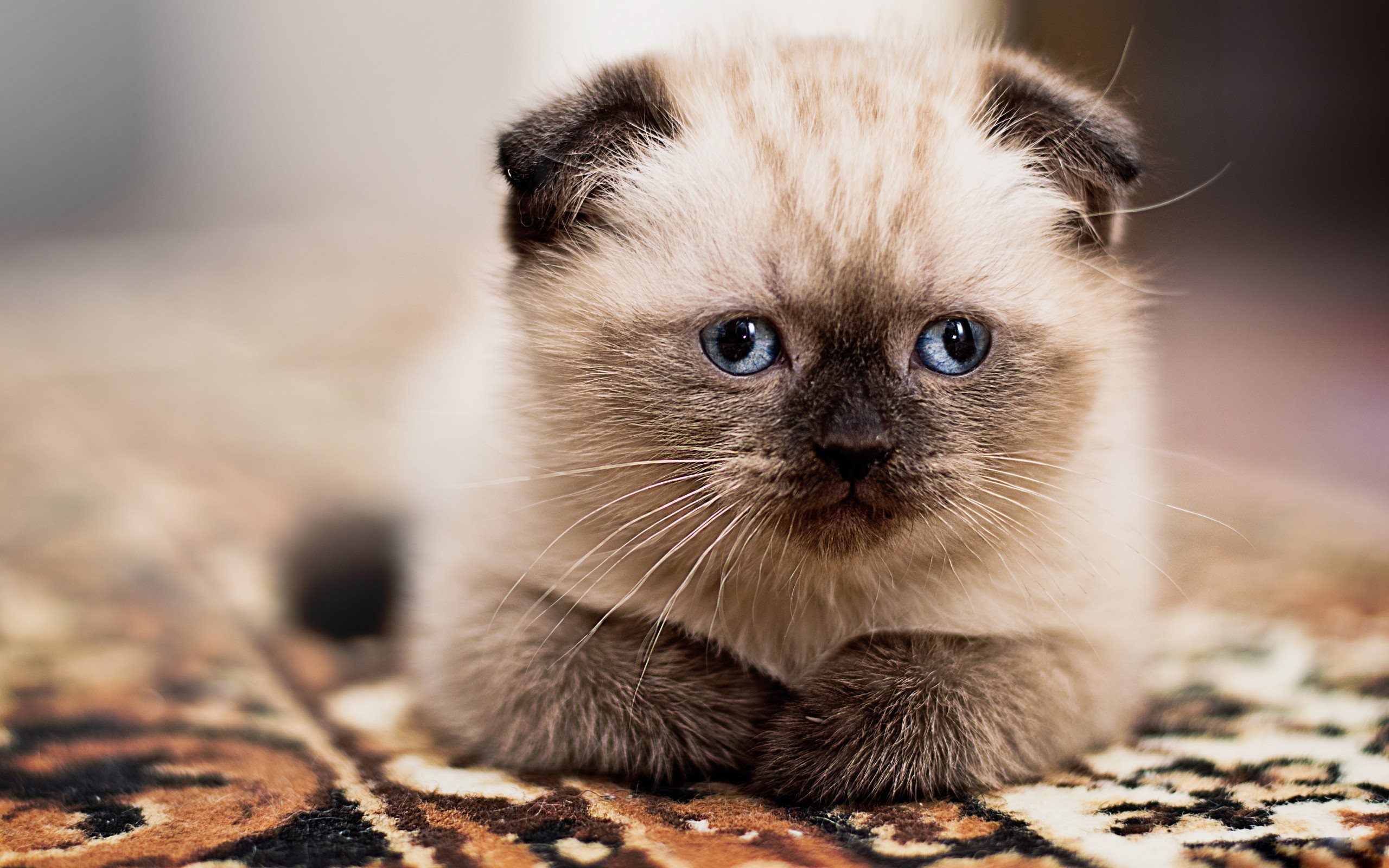 Gato Balinês: conheça mais sobre o primo do gato Siamês