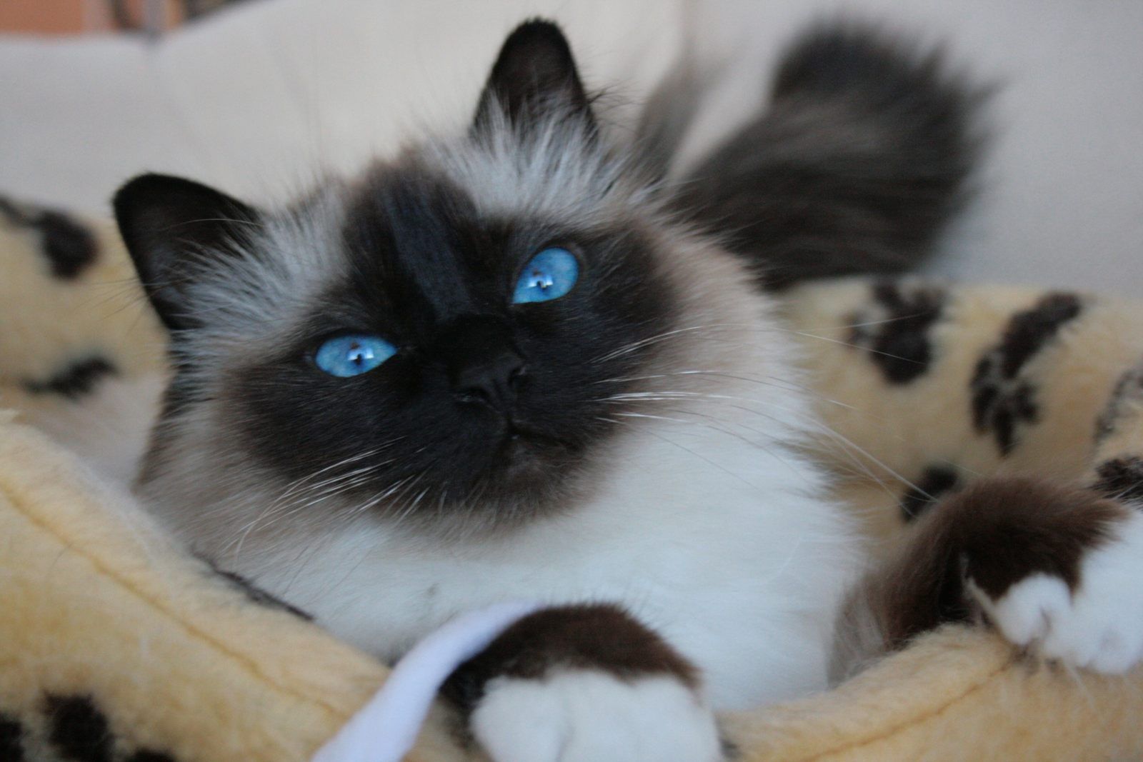 Gato Balinês: conheça mais sobre o primo do gato Siamês