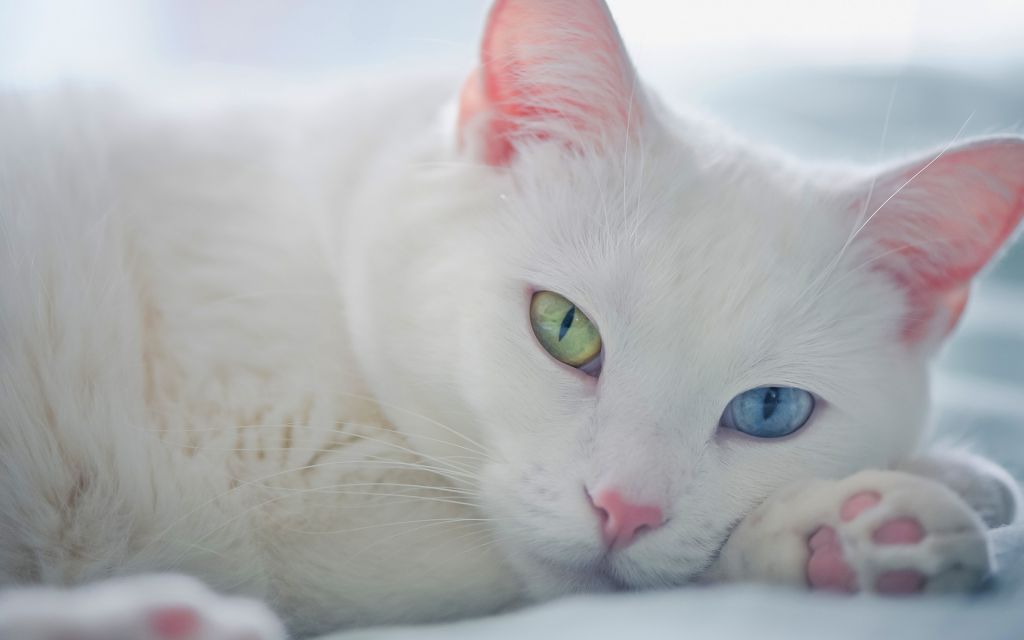 Gatos brancos têm surdez? Mito ou verdade | Folha GO
