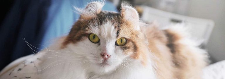 Procurando uma raça de gato tranquila e afetuosa? Conheça o Curl Americano