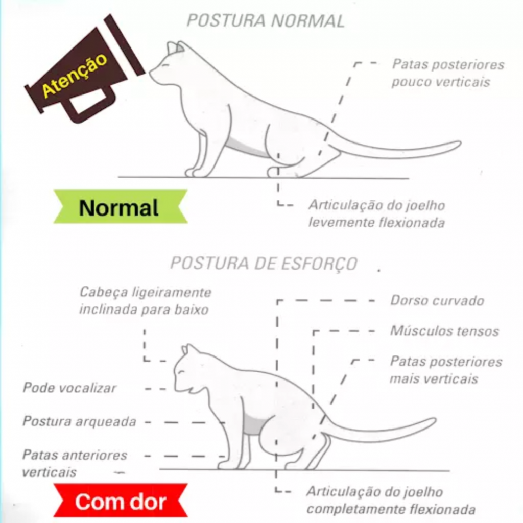 Infecção Urinária Em Gatos Tratamento Caseiro