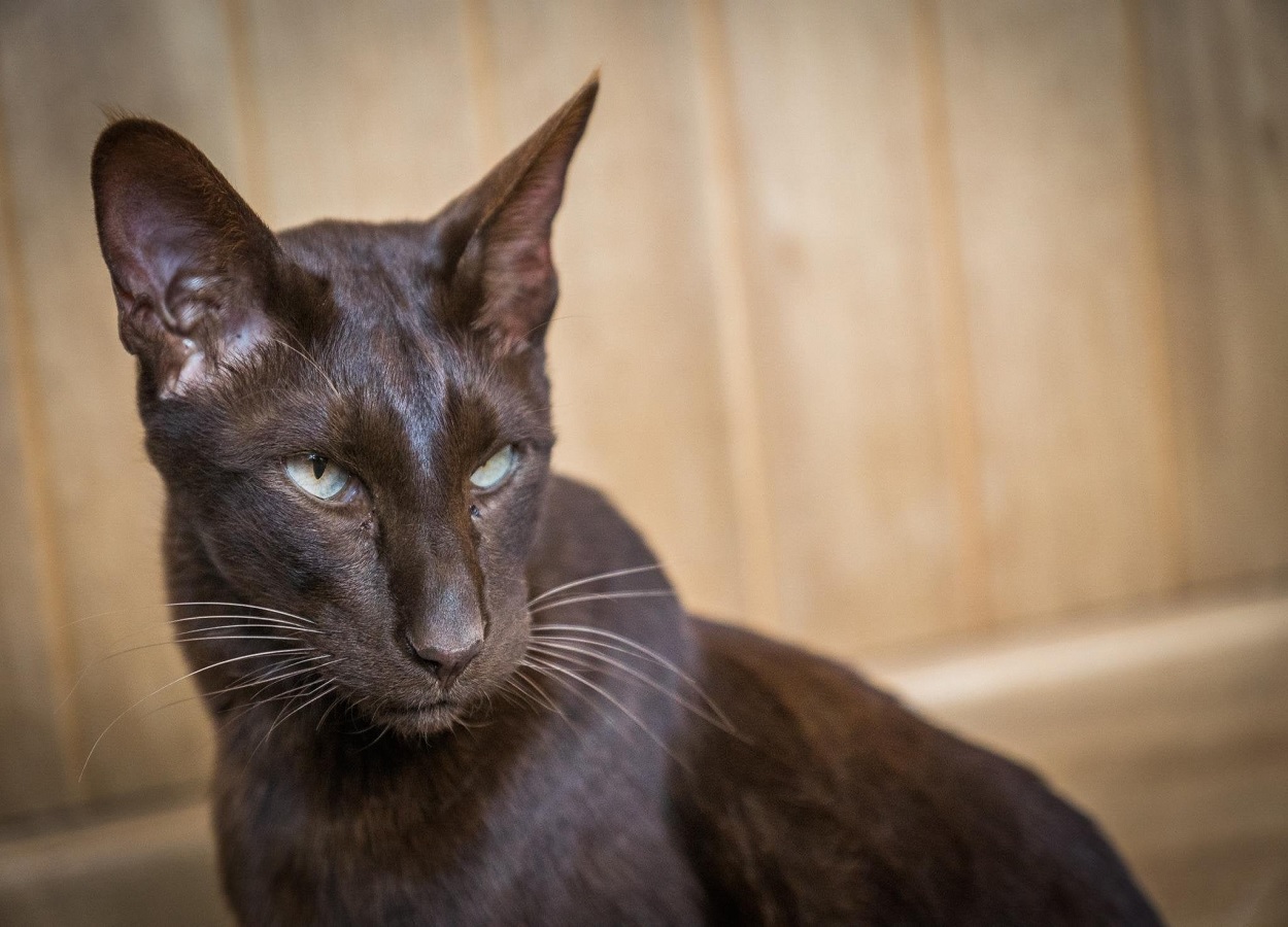 Um Gato Da Cor Marrom Foi Cruzado Com Duas Fêmeas EDUCA