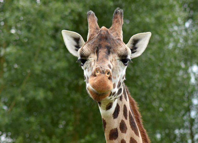 Existe girafa na Amazônia? Saiba mais sobre esse animal