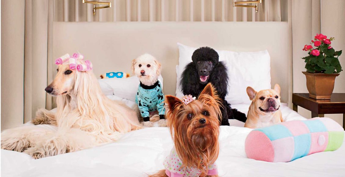 Hotel bom pra cachorro: saiba como escolher a melhor acomodação para o seu pet