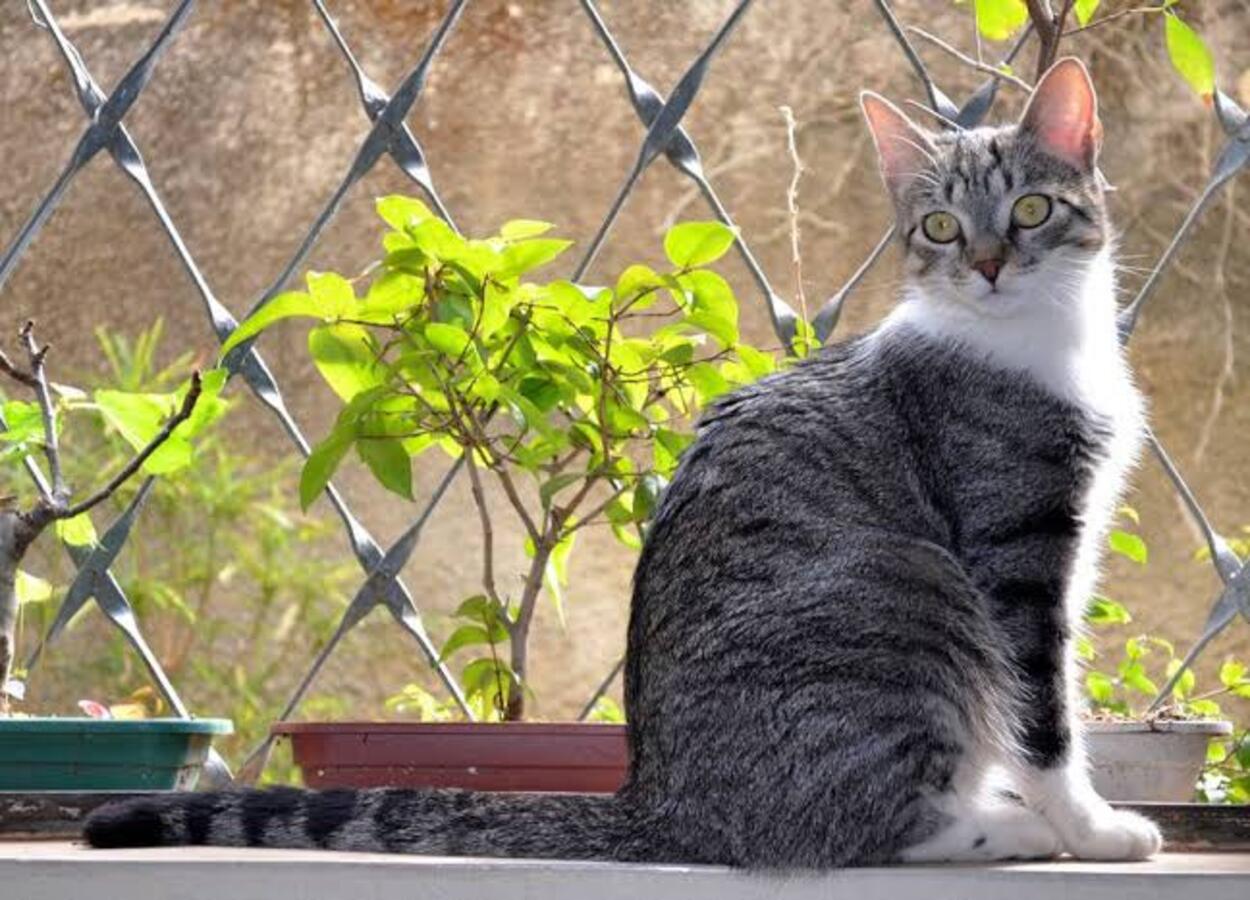 Conheça o gato de pelo curto brasileiro: a raça verde e amarela