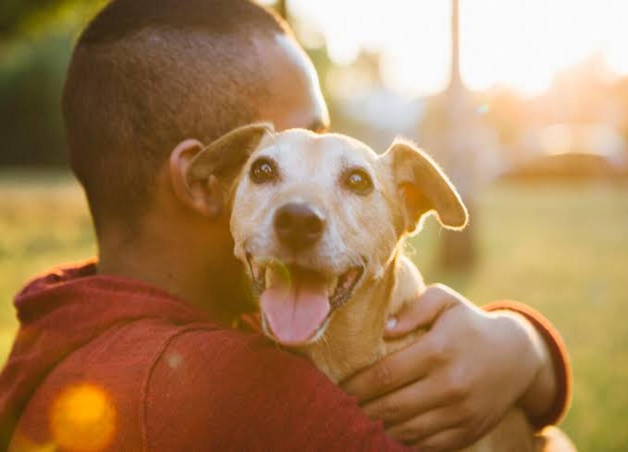 Aprenda Lugares Que Os C Es Adoram Receber Carinho Fa A Seu Pet Feliz