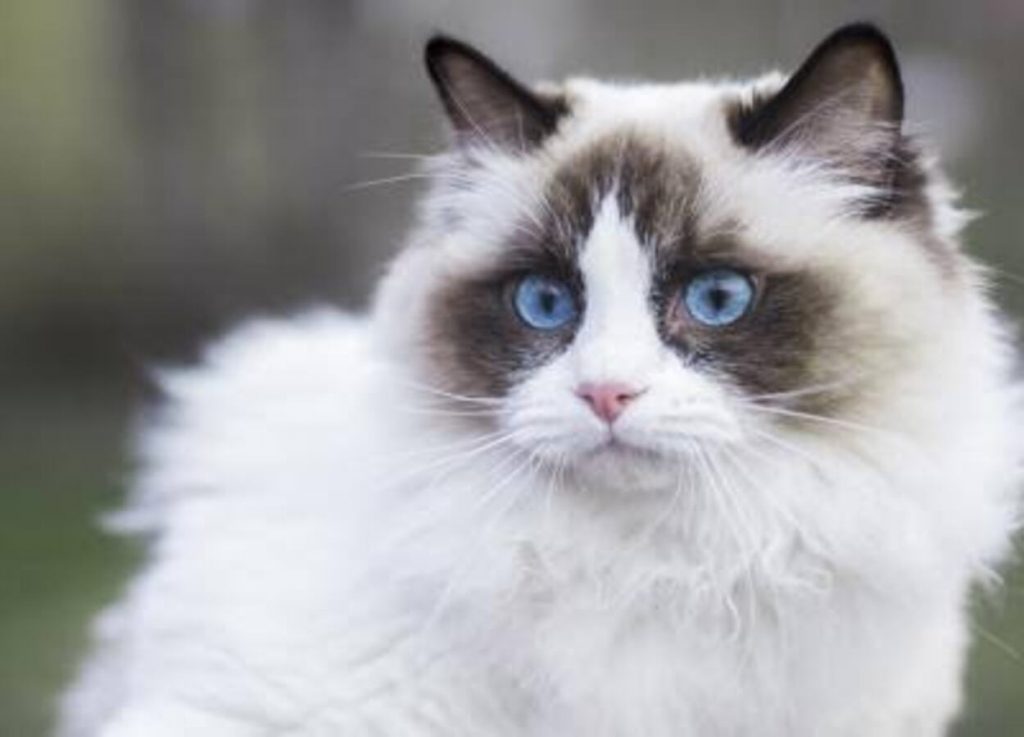 Gato ragdoll: uma raça peluda e amável; saiba mais sobre esse simpático ...