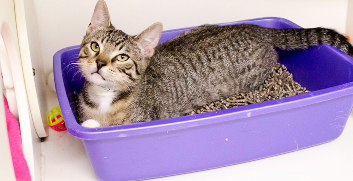 Infecção Urinária Em Gatos Tratamento Caseiro