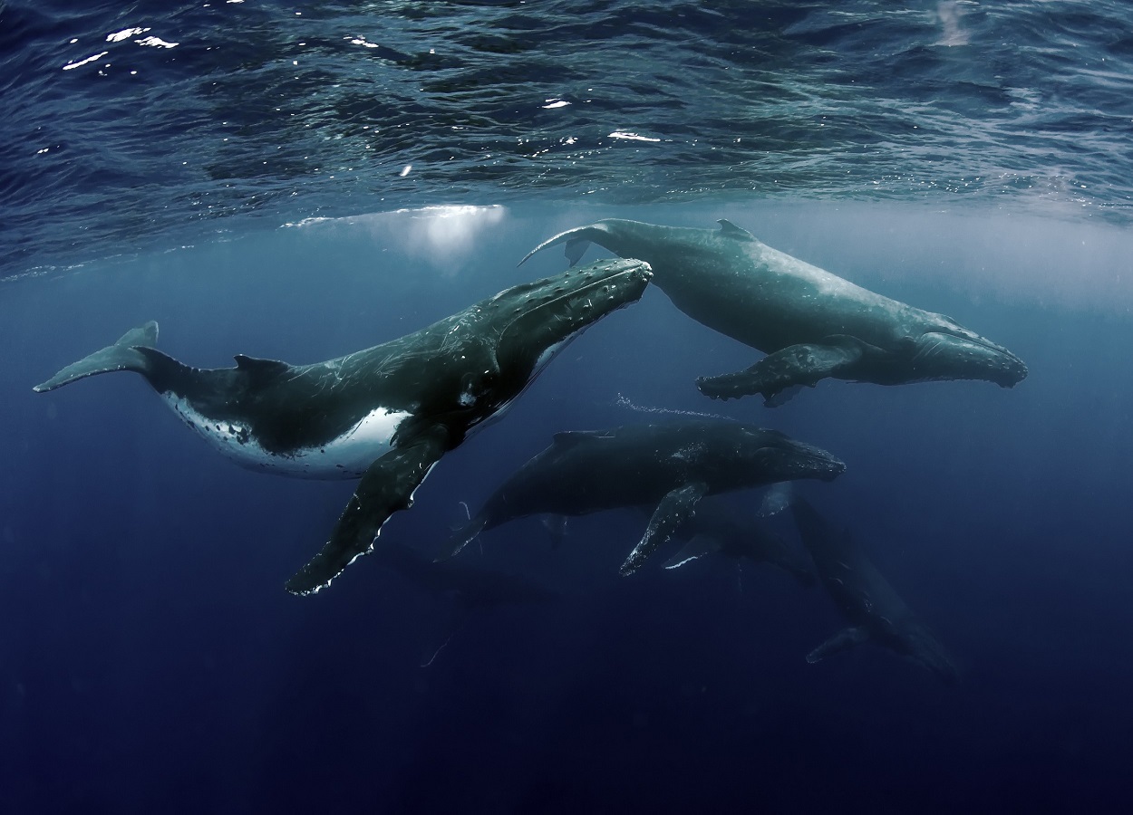 Santa Catarina registra a morte de 6ª baleia jubarte em 2020