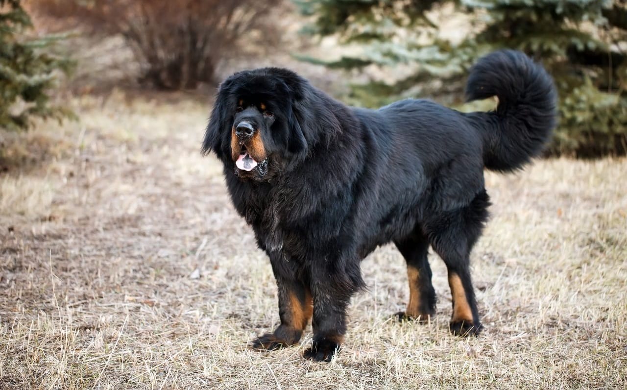 Cachorro da raça Mastim Tibetano foi vendido por R$2,7 milhões de reais na China