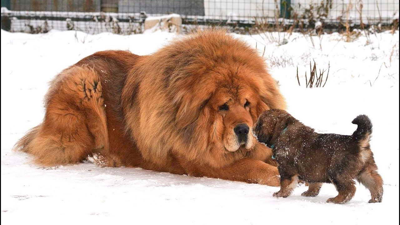 Mastim Tibetanos chegam a medir 80 cm de altura e pesar até 70 kg