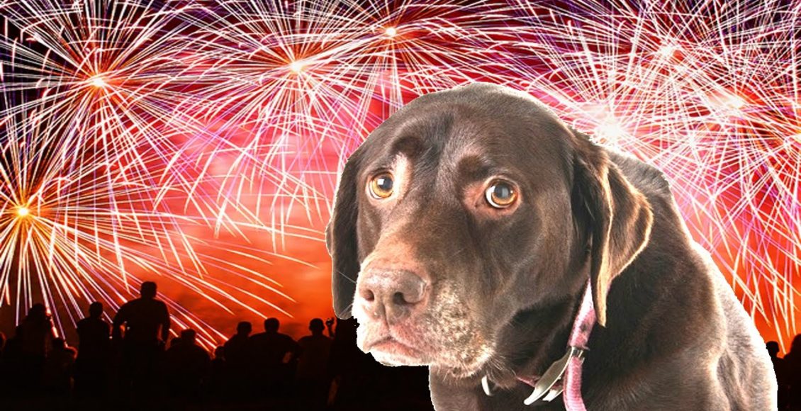 pets e fogos de artifício