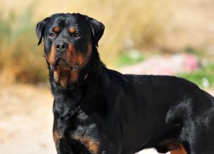 raça-de-cachorro-rottweiler