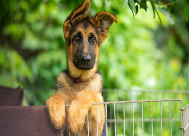 raça-pastor-alemão