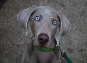 raça-weimaraner