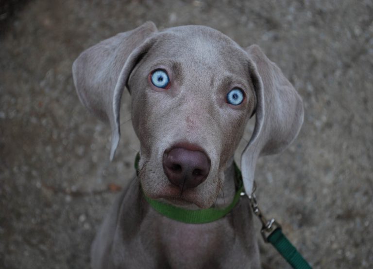 raça-weimaraner
