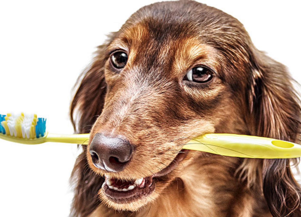 escovando os dentes do cachorro