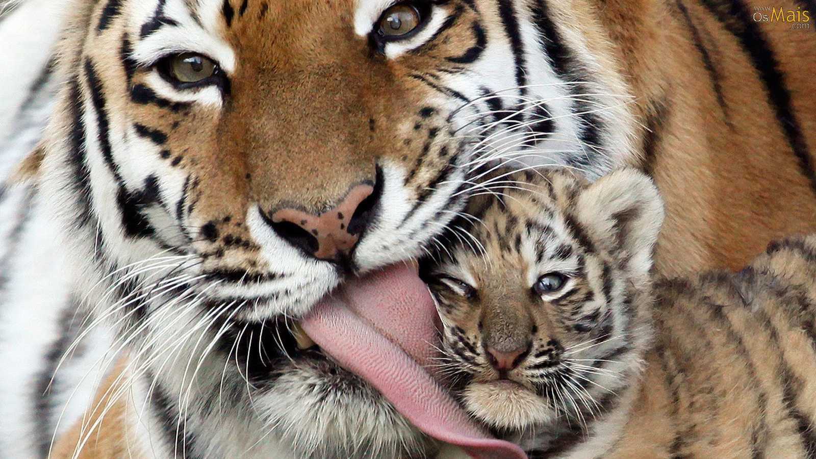 Aprenda mais sobre o tigre: 3 subespécies desse animal ...