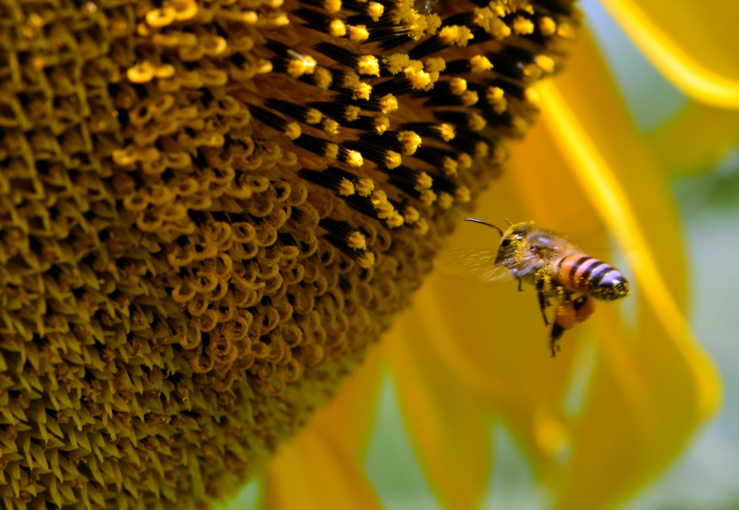 Agrotóxicos encurtam vida e mudam comportamento das abelhas - Foto Reprodução