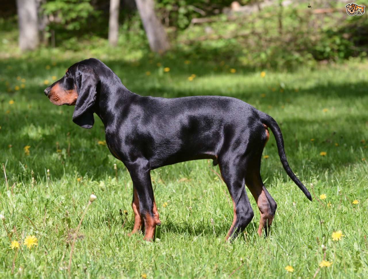 Coonhound foi criado para ser cão de caça, mas é um bom companheiro