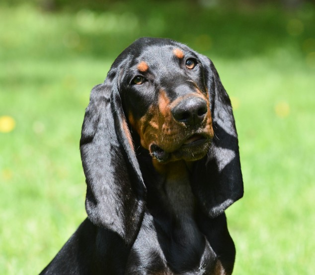Cachorro caçador: conheça mais sobre a raça Coonhound Preto e Castanho
