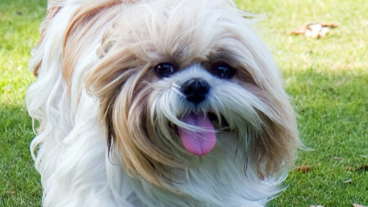 Como escolher um Shih Tzu saiba tudo sobre essa raça de