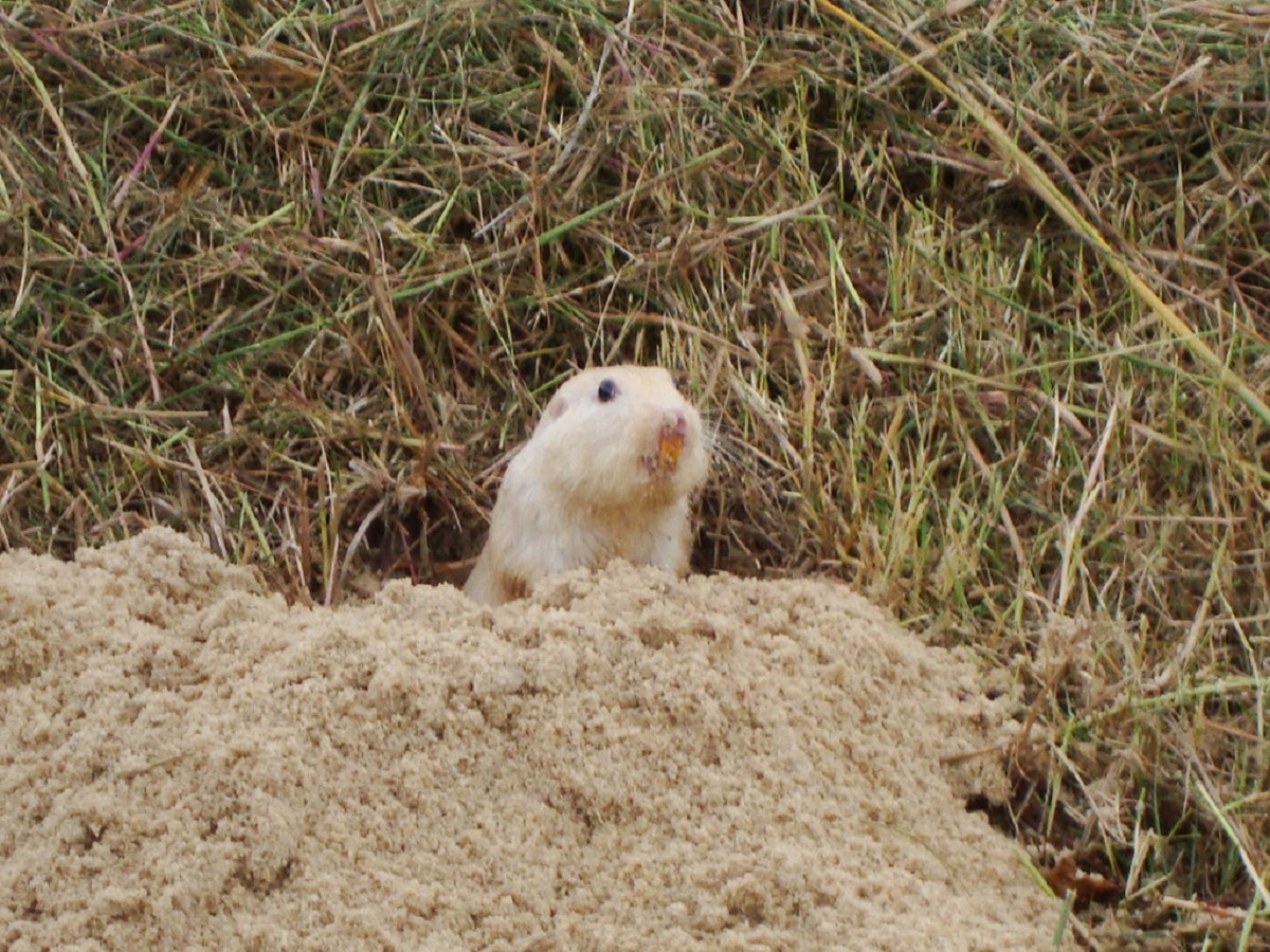 Conheça o tuco-tuco das dunas: pet em risco de extinção é fotografado
