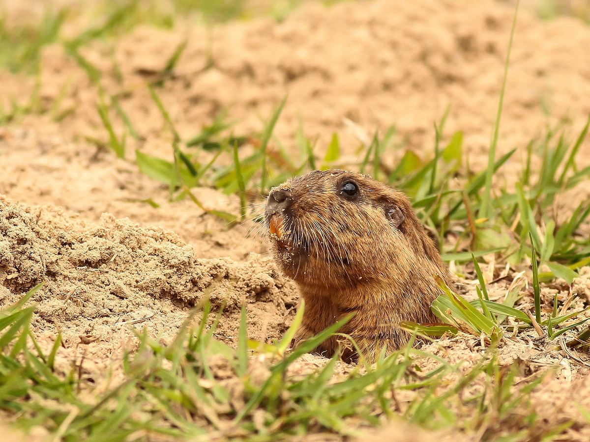 Conheça o tuco-tuco das dunas: pet em risco de extinção é fotografado