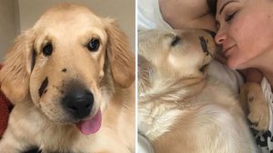 cachorro picado de cobra