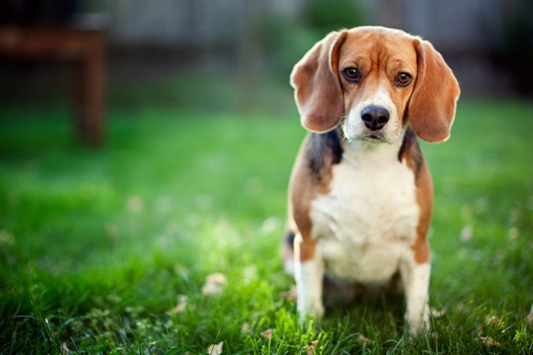 Cachorro que não cresce: confira 5 pets de raças pequenas e suas ...