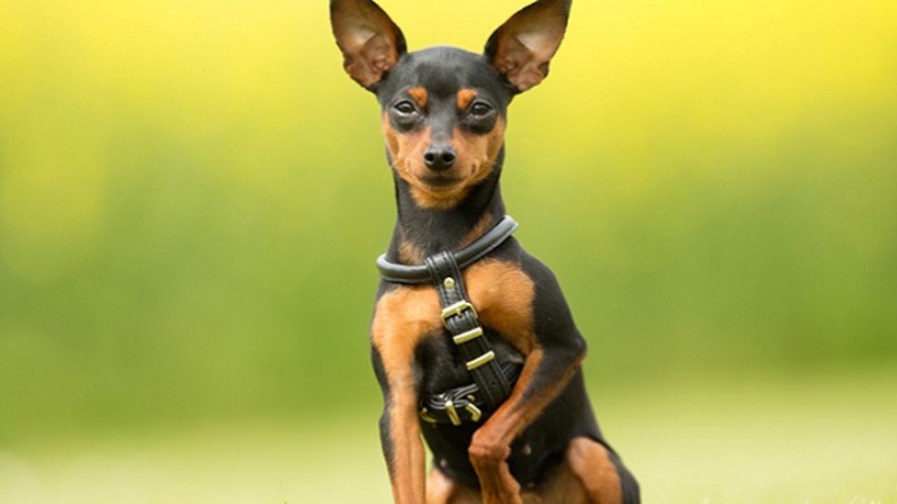 Cachorro que não cresce: confira 5 pets de raças pequenas e suas características